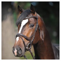 Kavalkade Ivy Bridle Brown/Brown Lining Pony