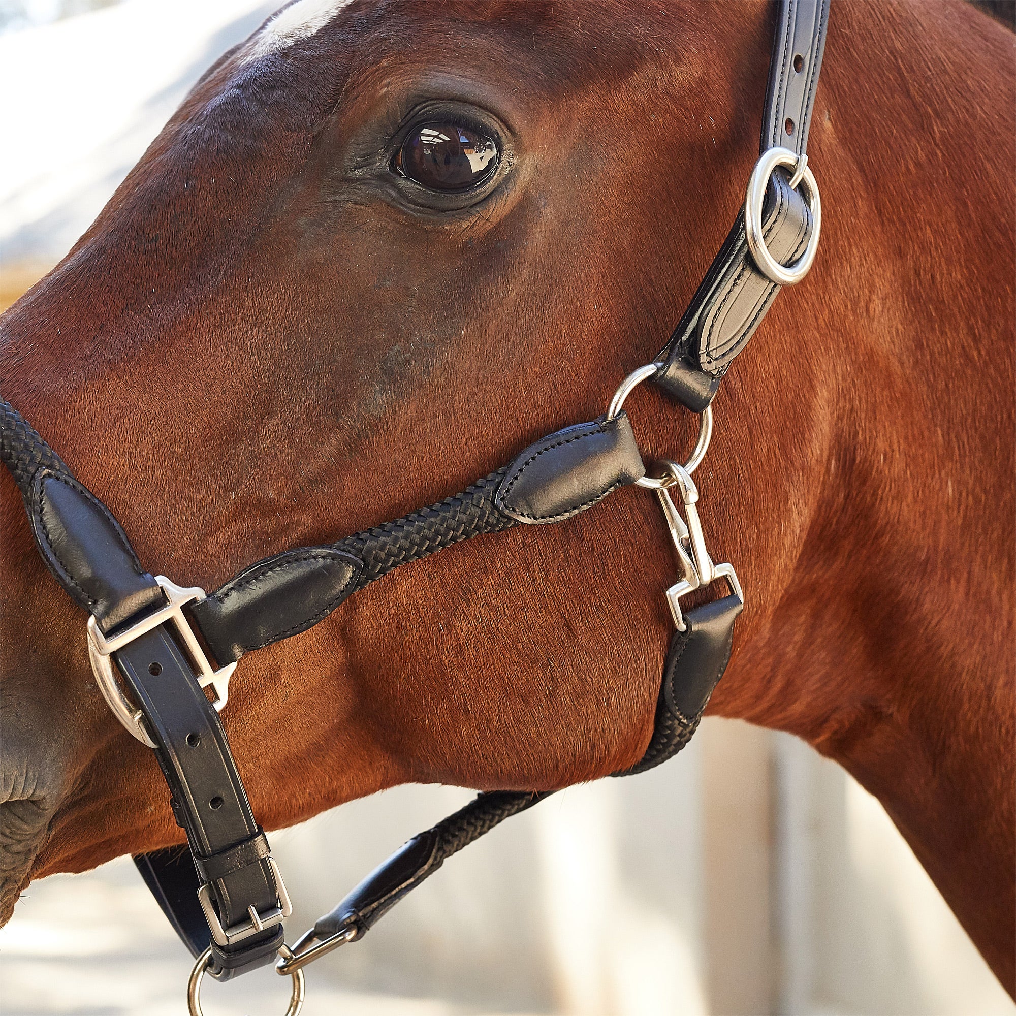 Kincade Easy Adjust Leather Rope Halter - Riding Warehouse