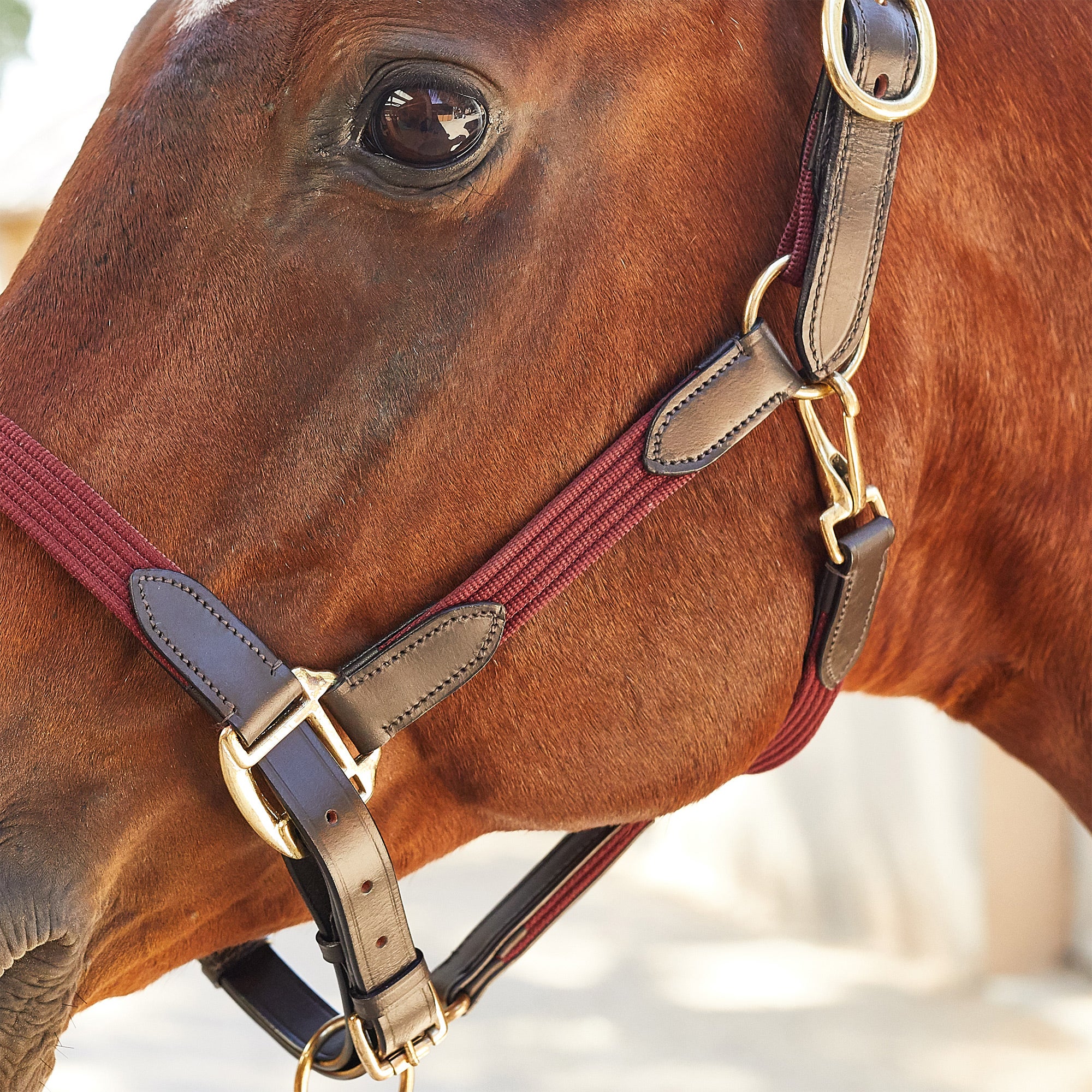 Kincade Leather  Halter Riding Warehouse