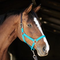 Perri's Economy Safety Nylon Halter Turquoise Pony