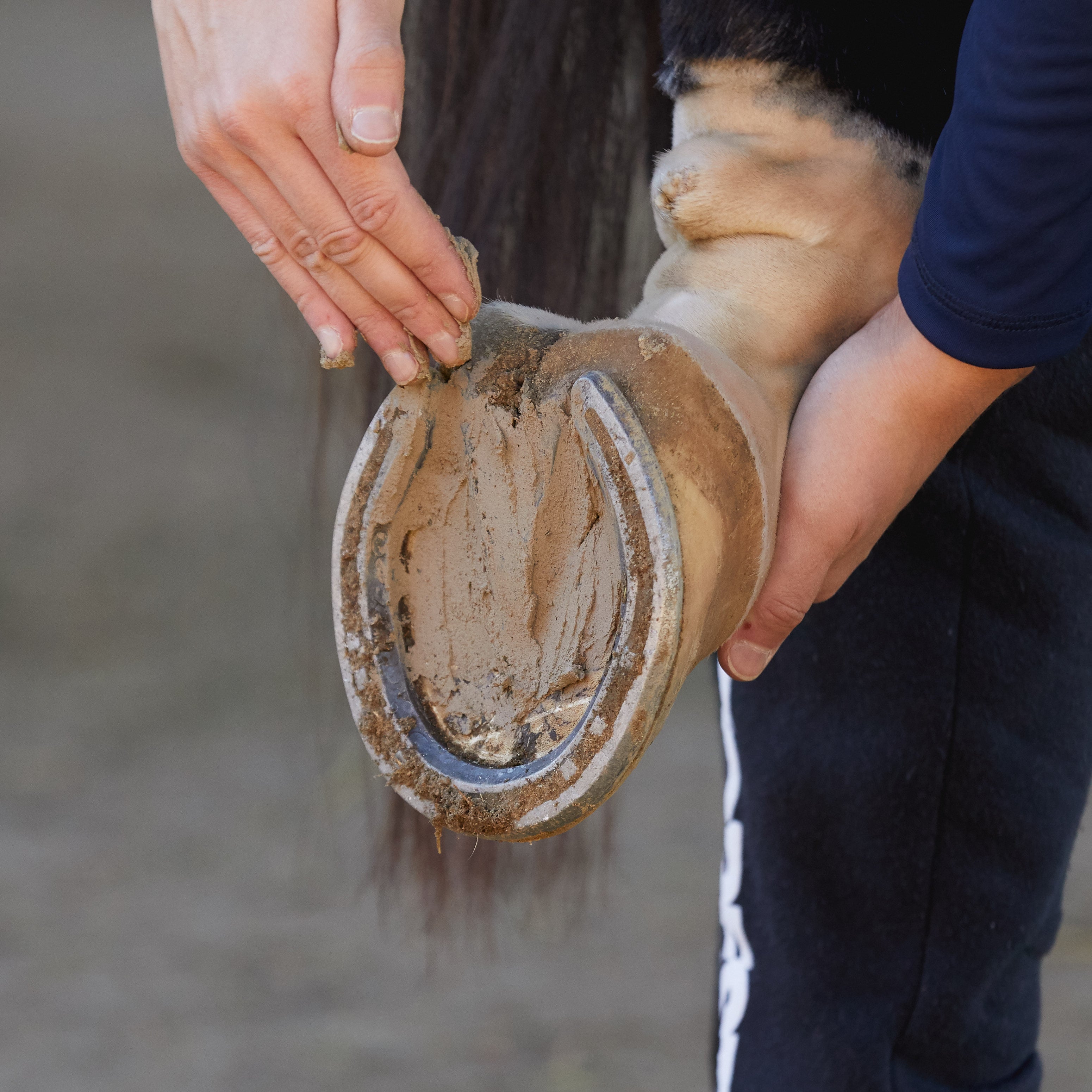 Pure Sole All Natural Hoof Mud- For Thrush & White Line - Riding Warehouse