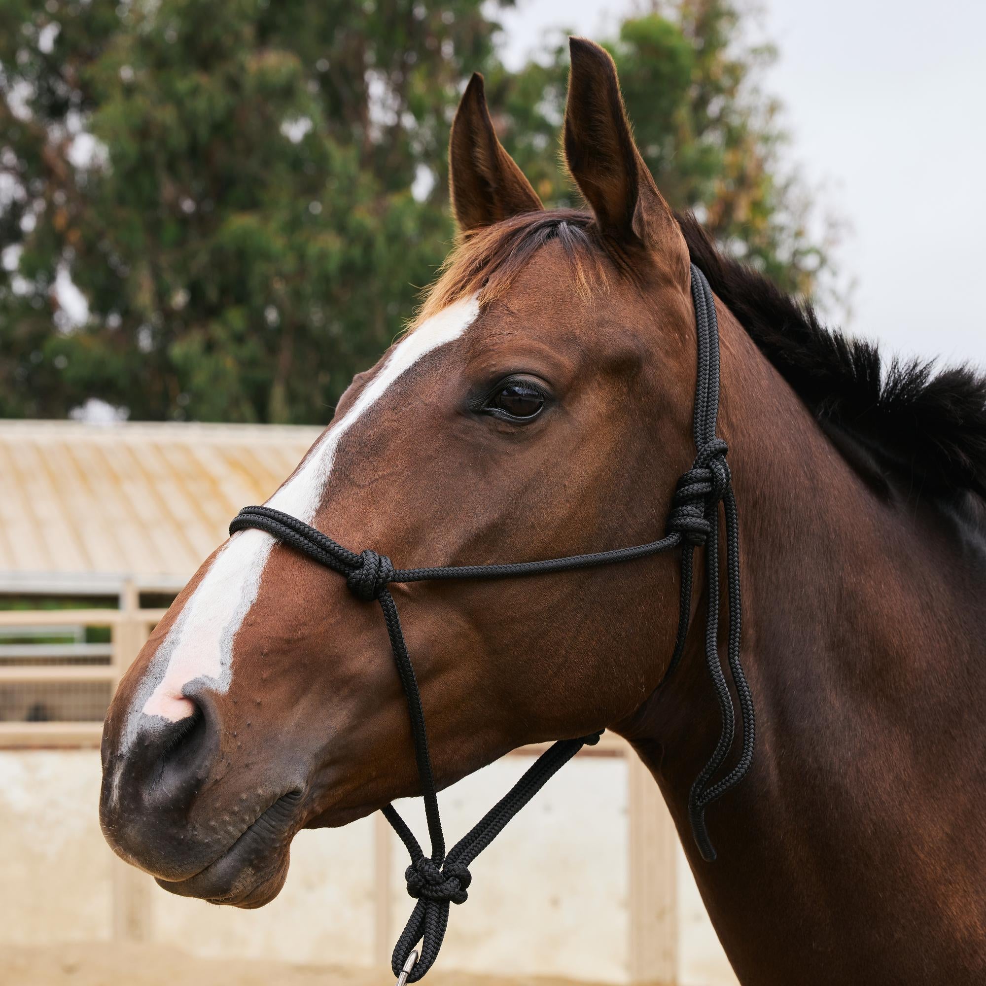 RJ Manufacturing Rope Halter Riding Warehouse