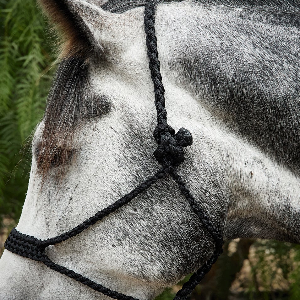 Tough 1 Braided Mule Tape Rope Halter w/Lead Riding Warehouse