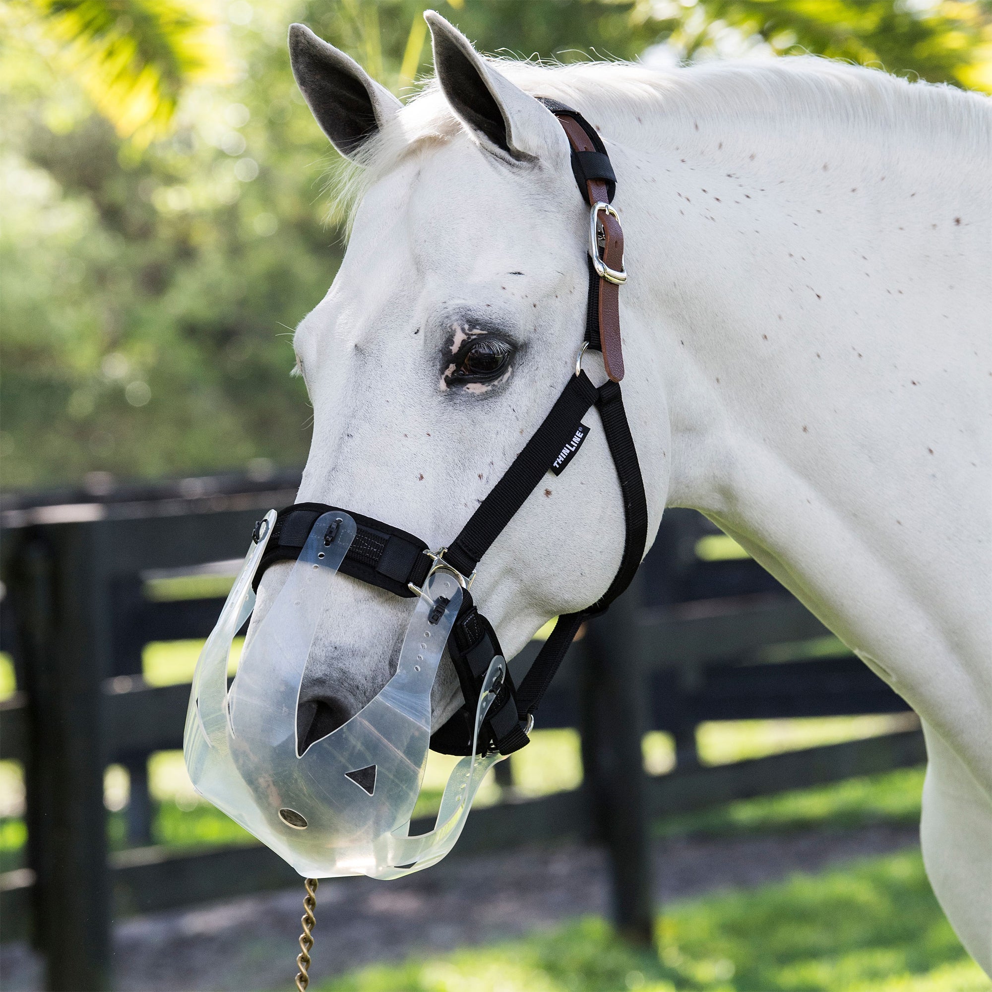 horse grazing muzzle