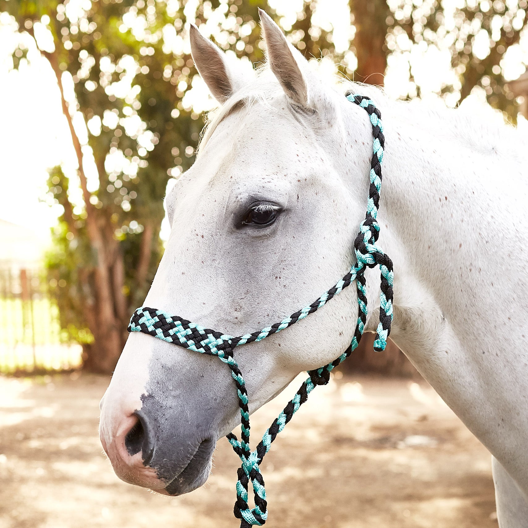 Weaver Braided Rope Halter With 10' Lead Riding Warehouse