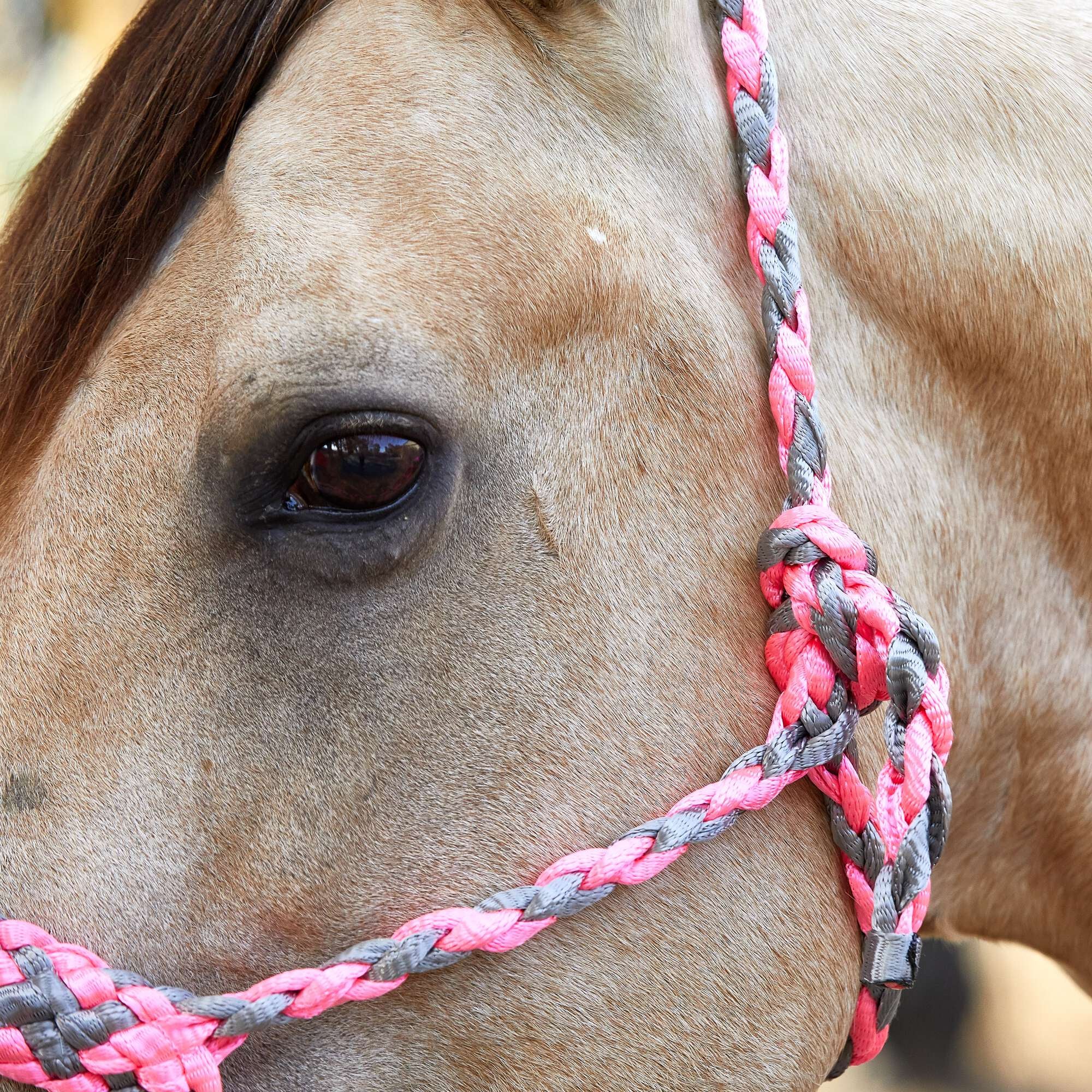 Weaver Braided Rope Halter With 6' Lead Riding Warehouse