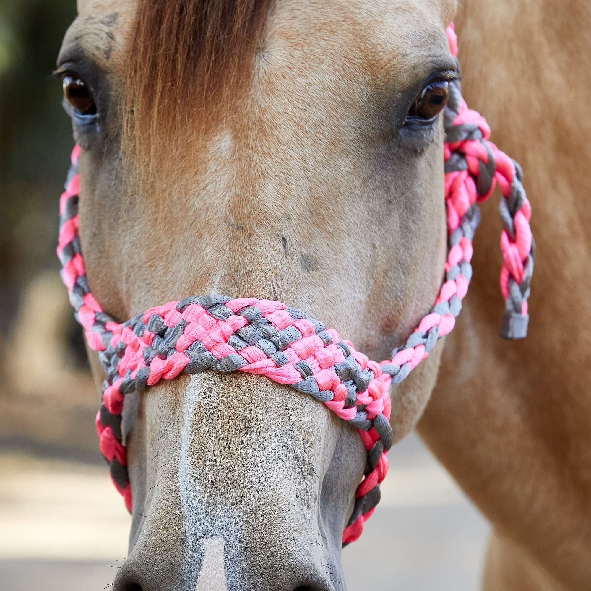 Weaver Braided Rope Halter With 6' Lead Riding Warehouse