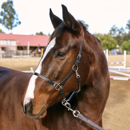 Zilco Deluxe Trail Halter - Standard Size