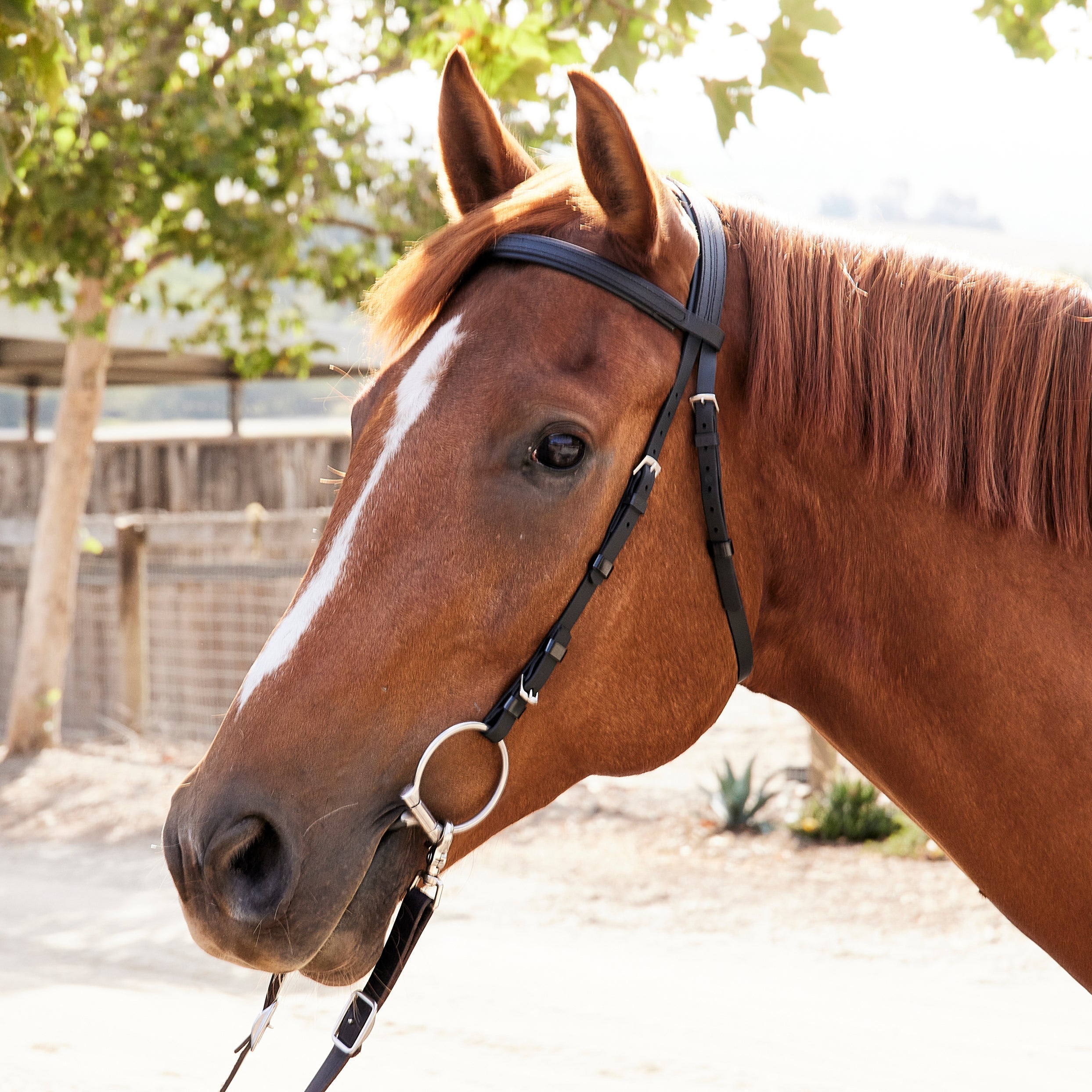 Zilco Hackamore Bridle Headstall Riding Warehouse
