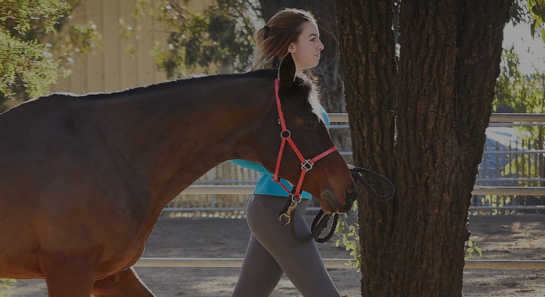 Horse Heart Rate Monitors Riding Warehouse