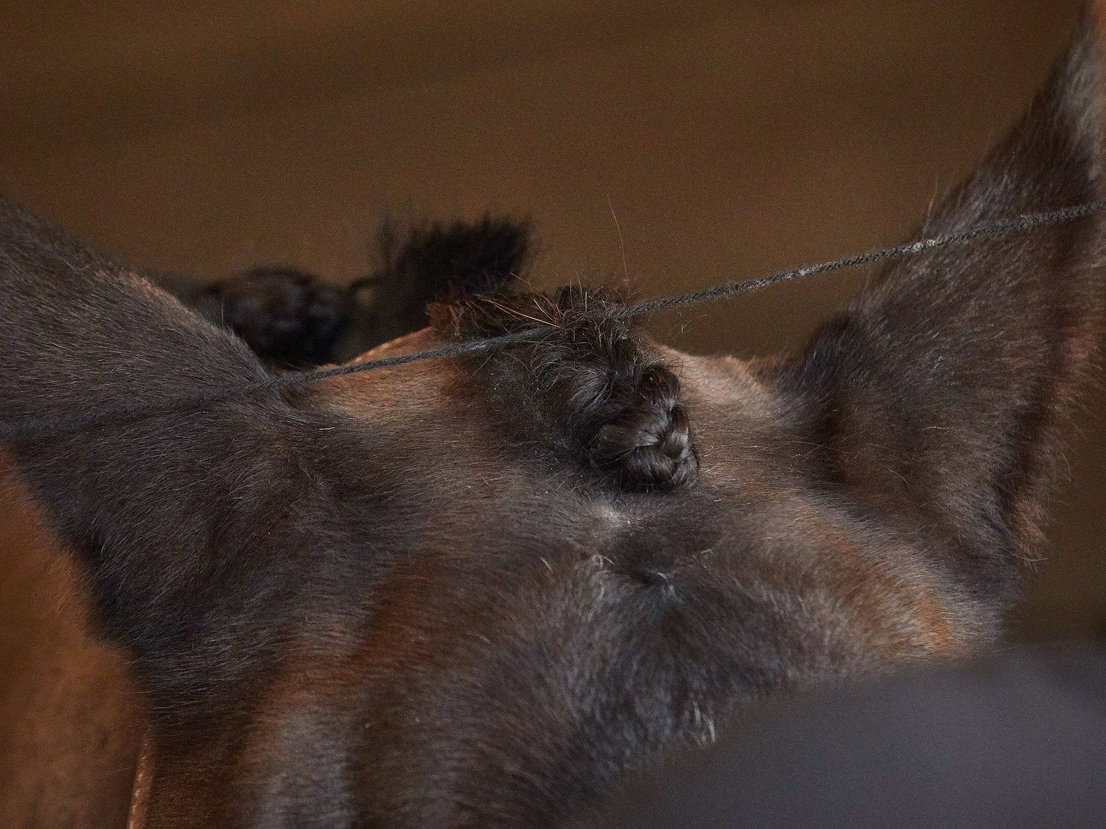 How to Braid a Horse Mane for Dressage, Jumpers, and Eventing | Riding ...