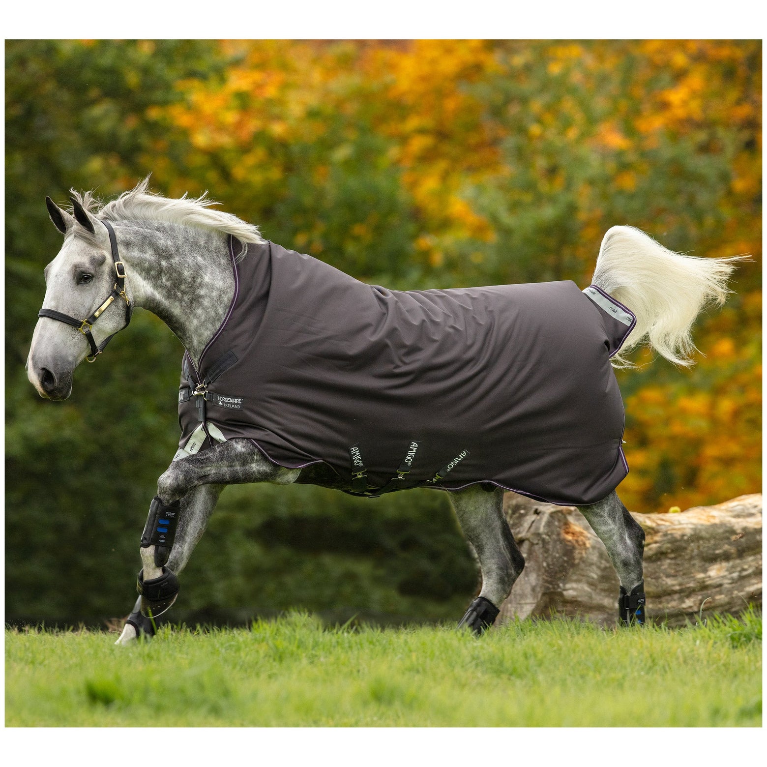 Horse Blankets 101