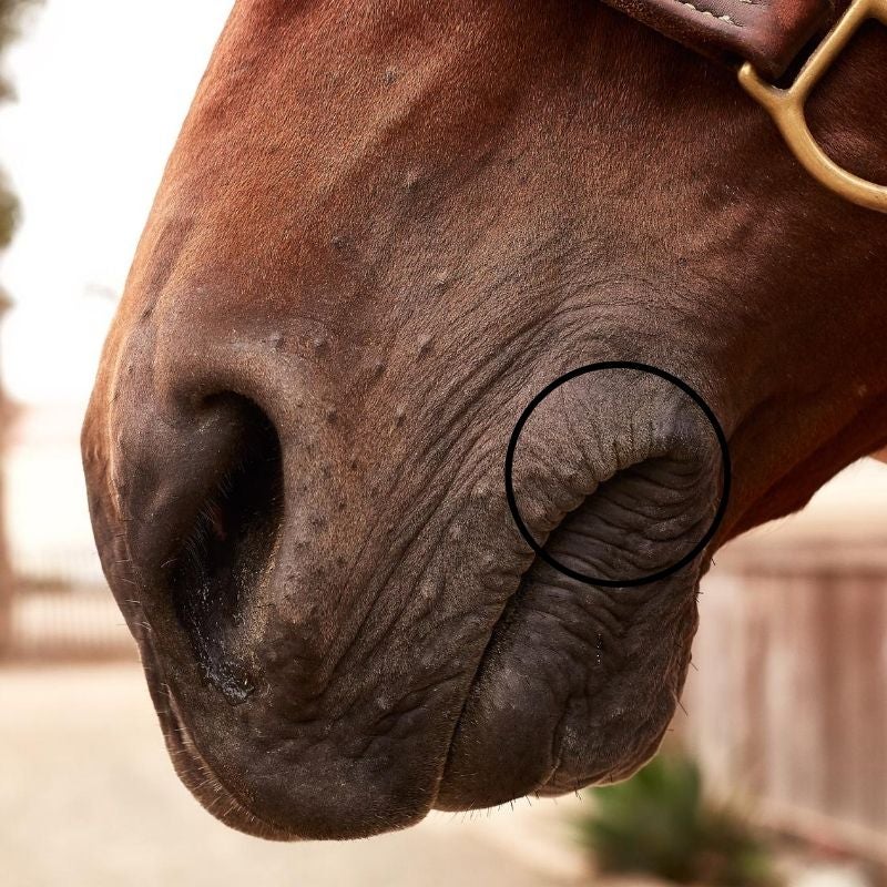 Horse Bit and Mouth Anatomy