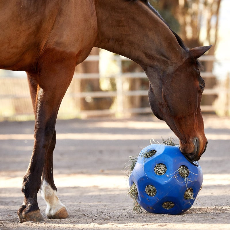 Best Slow Feeders for Horses