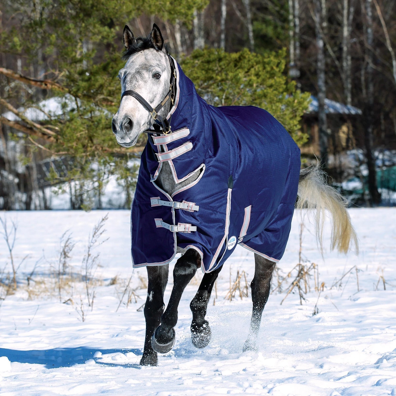 How to Pick the Best Horse Blanket