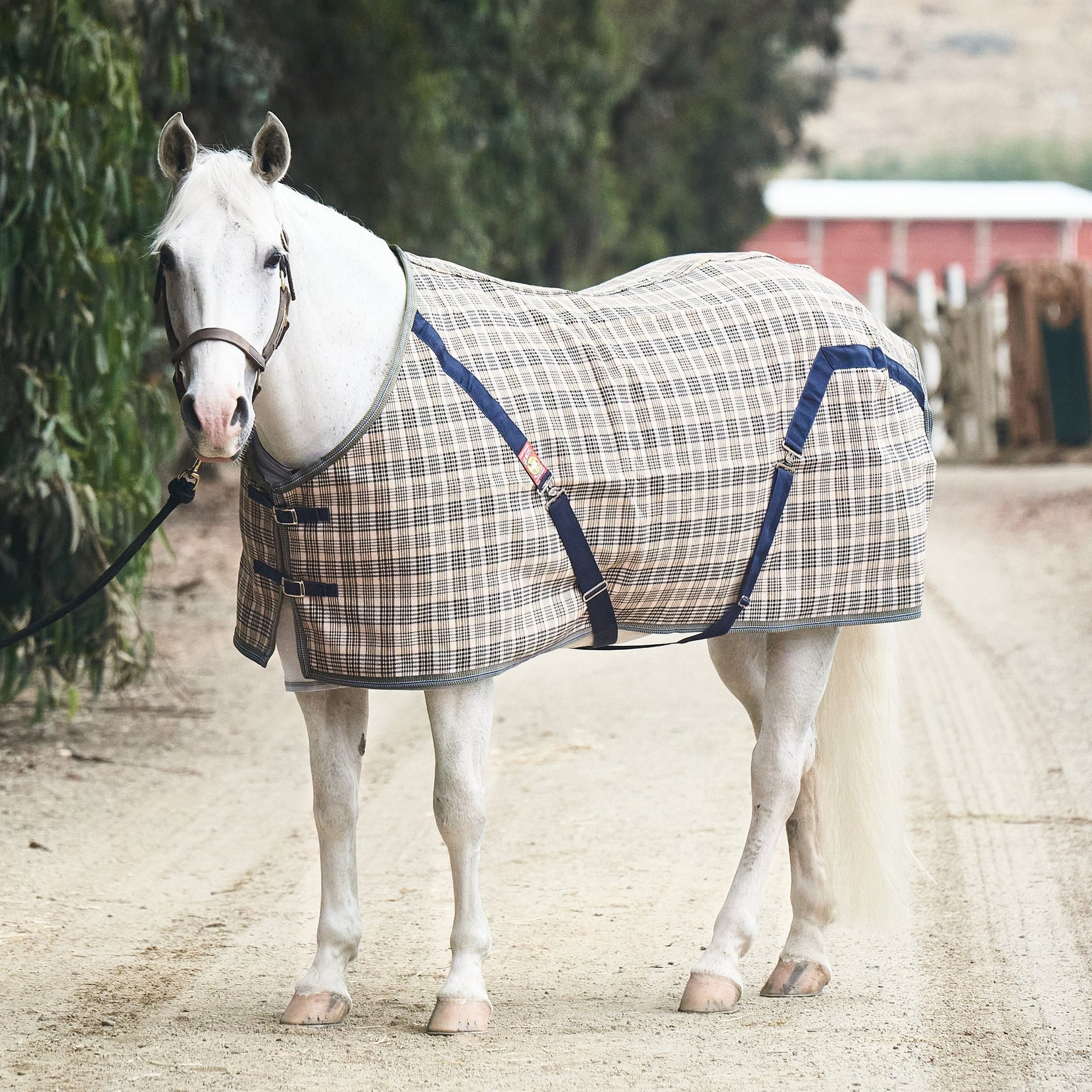 Best Winter Horse Blankets