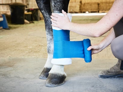 Applying a blue standing wrap (or stable bandage) to a horse's leg; showing the pressure applied to the front of the horses leg, never the back where the tendons are located. 