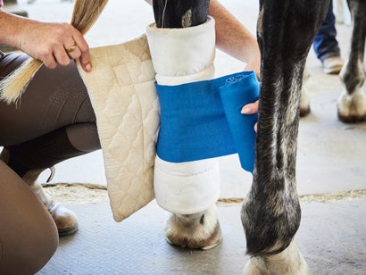 The blue bandage wrap tail is tucked into the pillow wrap to help keep it secure while applying a standing wrap (or stable bandage) to a horse's leg. 