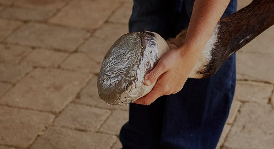 How to Bandage a Hoof