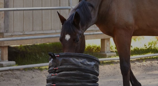 Horse Feeding Supplies - Riding Warehouse