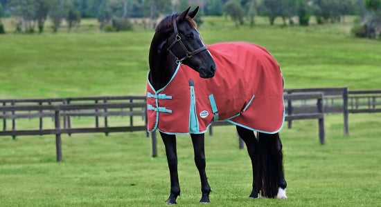 Blanket Your Horse with Weatherbeeta