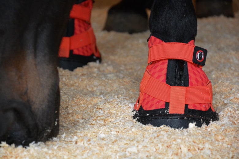 Close up of the Equine Fusion Recovery Shoe Hoof Boots 2.0 on a dark bay horse in a stall with shavings. They are the best hoof boots for therapy. 