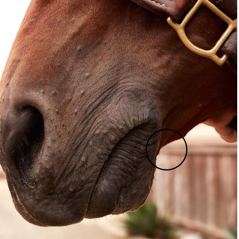 Image of a bay horse's closed mouth, with a circle depicting its chin groove area. 