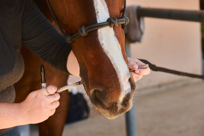 Woman holding her stick measuring device in a horse's mouth, with sharpie in hand to mark the other end. 