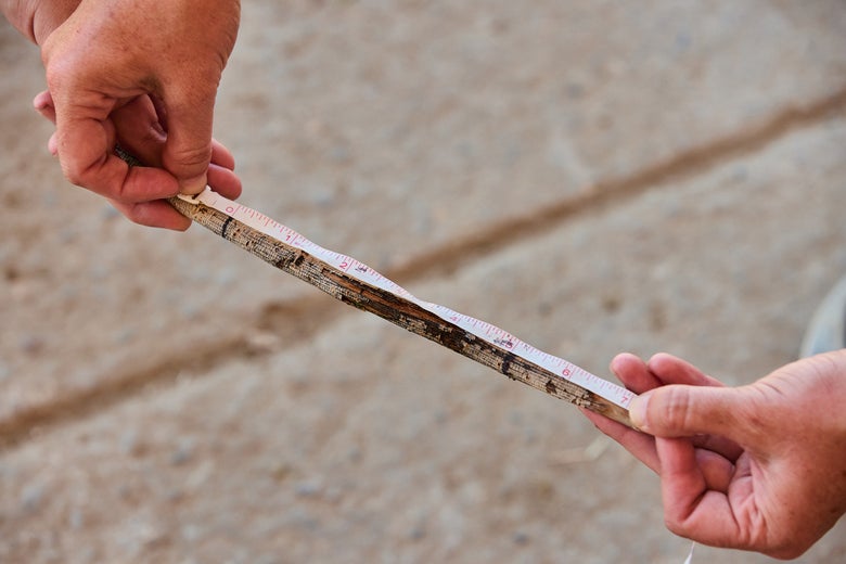 A woman's hands holding a tape measurer across the stick, measuring the distance between the two marks.