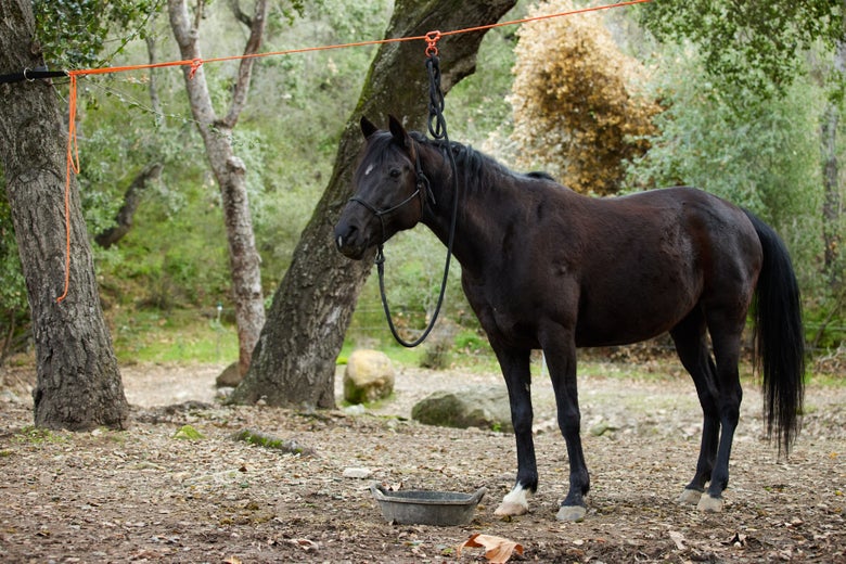 Gillian's black mare secured on the Tough 1 high line. 