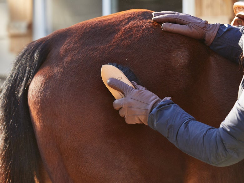 Woman using a body brush to groom a bay horse.