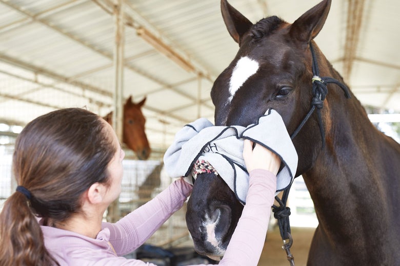 Women wiping a horse's face with a rag.