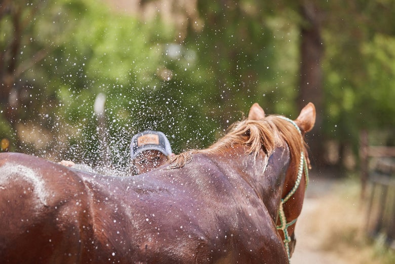 Chestnut horse getting spray off with a hose.