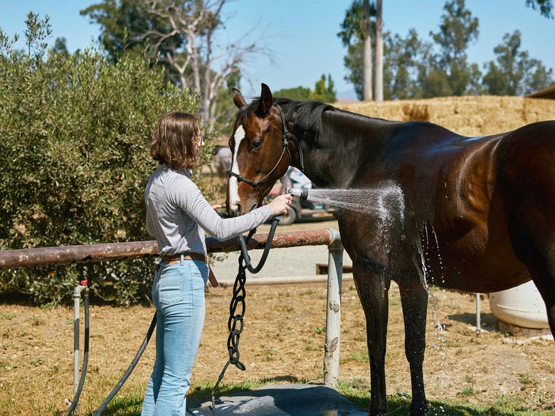 Girl spraying a bay horse off with a hose