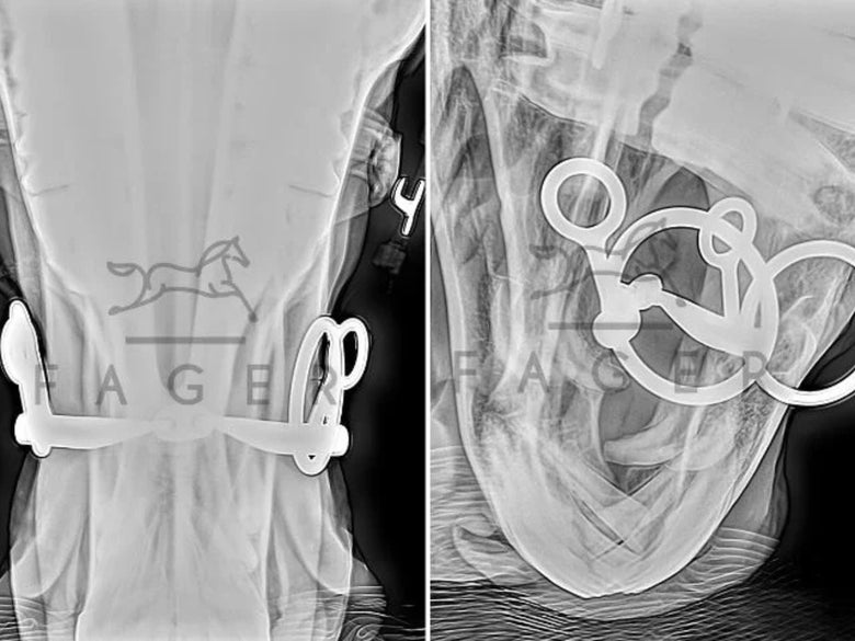 X-Ray of a horses jaw while bitted with a Fager bit