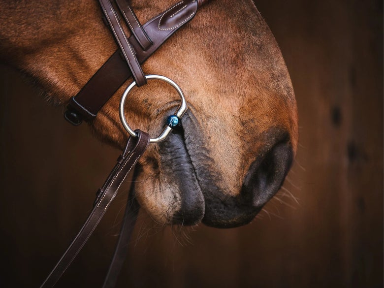 A horse nose showing the side view of a Fager Snaffle Bit.