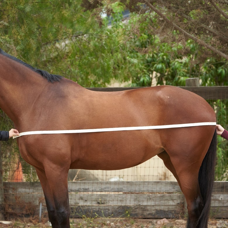 Two hands holding a soft tape measurer across a bay horse's body. They are measuring the horse from the center of the chest to the center of the tail to find our the horse's blanket size