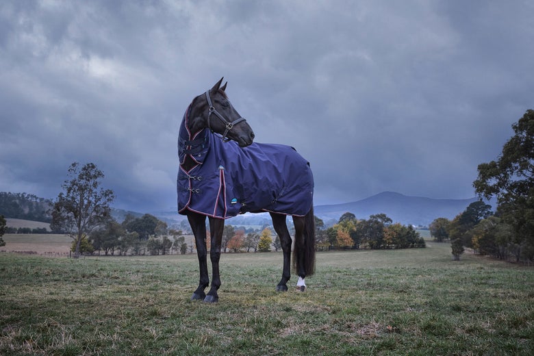 Dark bay horse standing in a field on a foggy day while wearing an Weatherbeeta Essential Turnout Combo Blanket