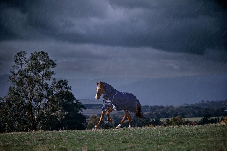 Chestnut horse galloping in a field during a rainstorm while wearing a Weatherbeeta horse blanket. 