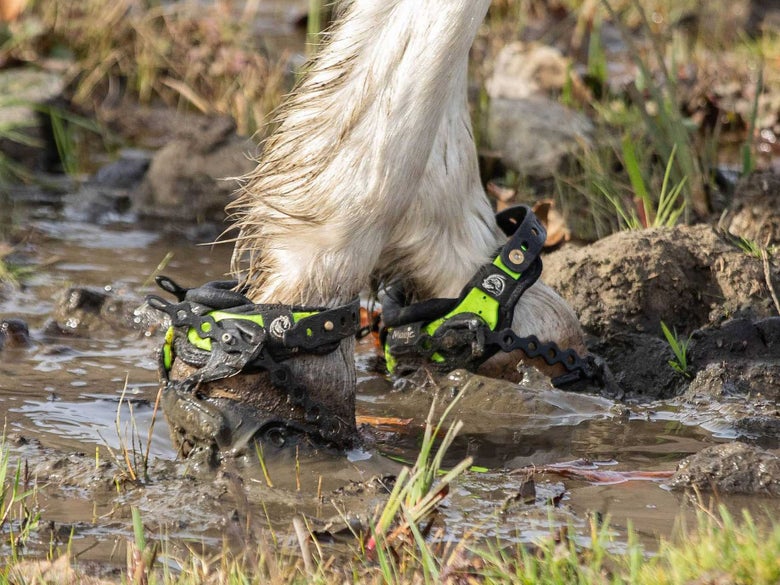 Close up of Explora Magic Hoof Boots on a horse walking through a muddy creek crossing. 