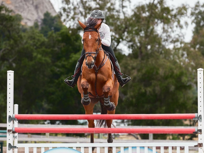 A bay horse jumping in the Professionals Choice Performance Jump Boots.