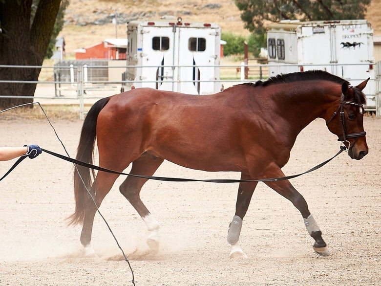 A bay horse being lunged in aa arena with a pair of Professionals Choice Hybrid Splint Boots on.