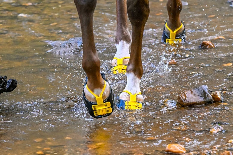 A close up of a palomino's legs riding through a river while wearing the Scoot Boots Enduro Hoof Boots. They are the best hoof boots for endurance riding. 
