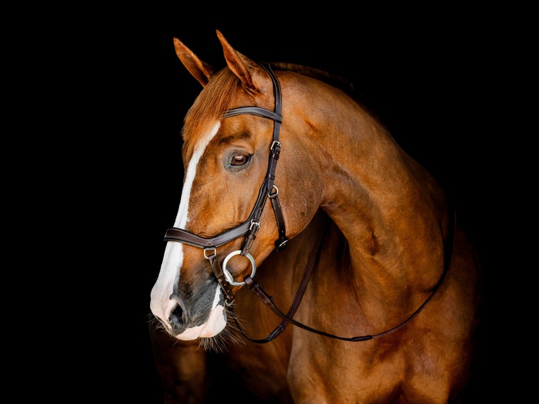 A chestnut horse wearing a Horseware Rambo Micklem Competition Bridle with a black background.