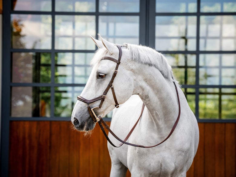 A grey horse wearing the Horseware Micklem Competition Bridle in front of a barn with large windows.