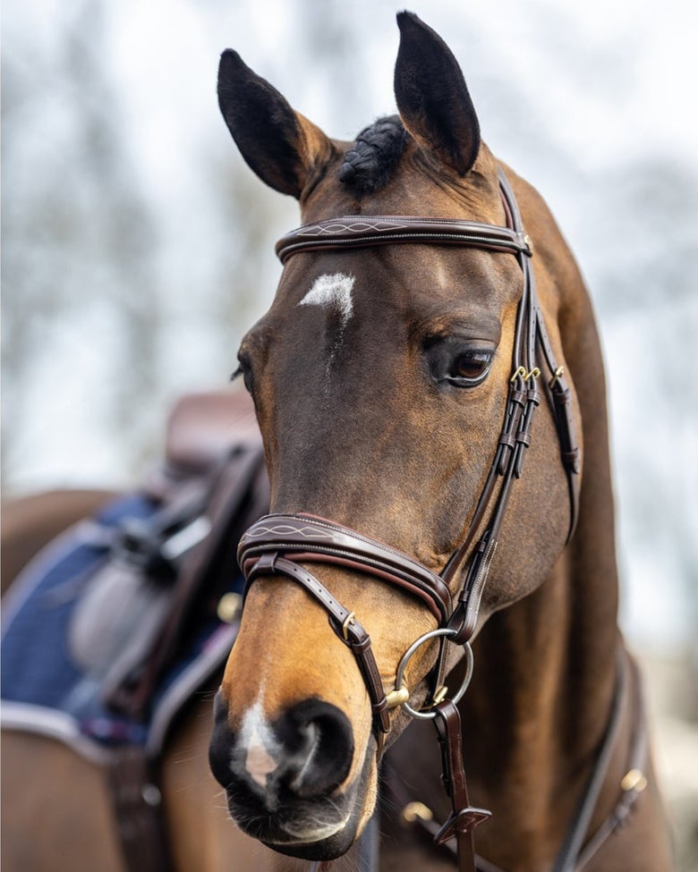 A bay horse wearing the LeMieux Kudos Competition Bridle.
