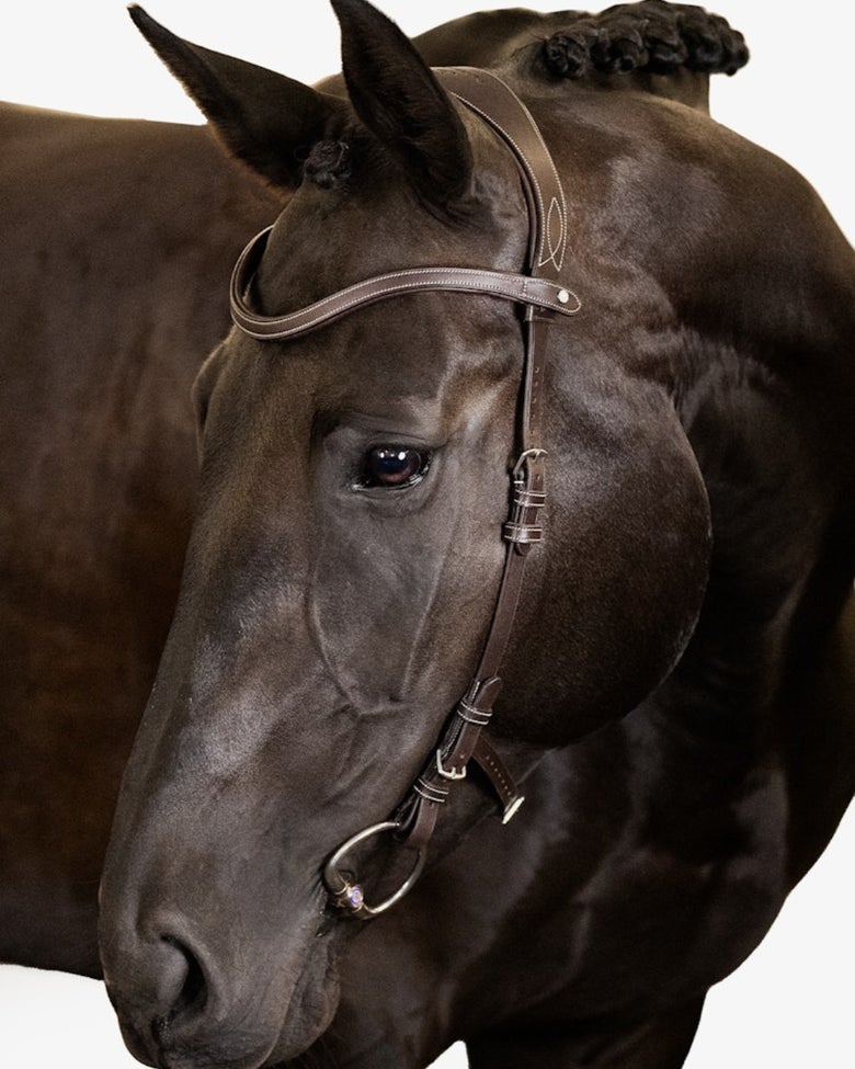 A dark bay horse wearing the PS of Sweden Helsinki bridle