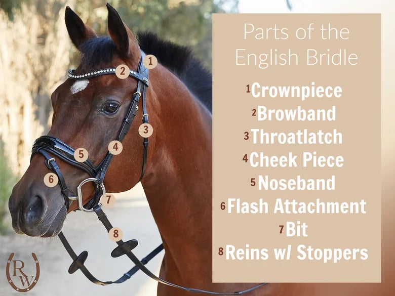 Diagram of an English bridle on a bay horse, showing numbers and definitions of the parts of the English bridle.
