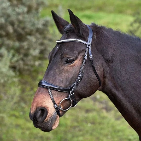 Bay horse wearing the Schockemoehle Beta bridle.