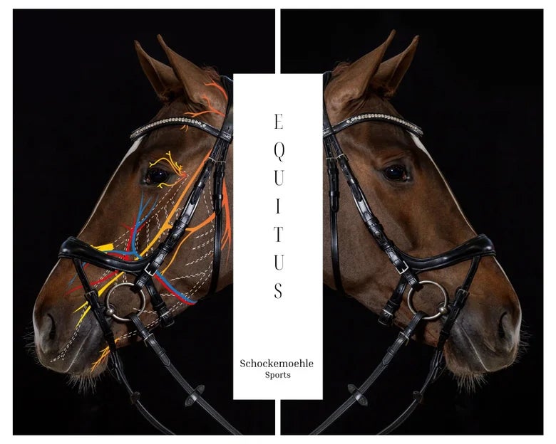 Outline of how Equitus bridles avoid nerves and bloodflow on a horse's face.